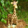 girafe_3